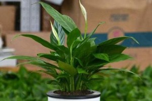 白掌可以用土养吗？（白掌的栽培方法及土壤要求）