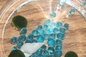 如何养护海藻球，防止炸毛？（海藻球养护指南，让您的水族箱更美丽）