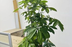 以屋后种发财树风水的奥秘（利用风水学原理在屋后种植发财树，助您财运亨通）
