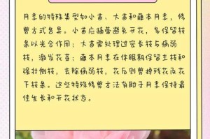 月季花开完的修剪方法（让你的月季花重获生机的关键修剪技巧）