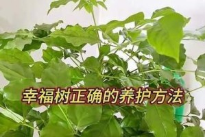 幸福树叶片异常脱落的原因及解决方法（探究幸福树大量掉叶的问题，为您提供专业解决方案）