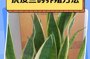 虎皮兰叶子卷曲的原因及补救处理方法（探究虎皮兰叶子卷曲问题的解决方法，保持其健康生长）