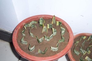 如何拯救虎皮兰烂根（15个实用技巧让你的虎皮兰再次焕发生机）