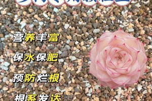 多肉植物的营养土配方及（打造健康多肉植物必备的营养土）