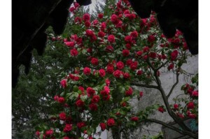 茶花到底是树还是花？（深入探究茶花的真面目）