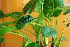 夏季滴水观音的养护与维护技巧（细述滴水观音夏季养护的方法和要点）