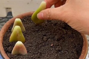 多肉植物叶插繁殖技巧与护理方法（以叶插多肉出芽后的注意事项与处理方式）
