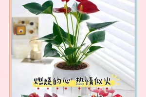 如何解决红掌花朵长不直的问题（红掌花朵长不长直不上，解决方法大揭秘）