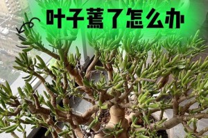 长寿叶子为何发蔫？（寻找挽救长寿叶子的方法）