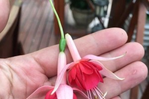 倒挂金钟的养殖繁殖技巧（掌握倒挂金钟养殖繁殖的关键诀窍）