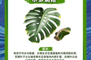龟背竹黑斑黄斑的原因及处理方法（了解龟背竹黑斑黄斑问题，保护植物健康生长）