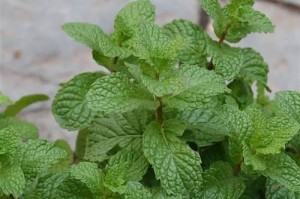 种植留兰香的技巧与方法（打造自家花园中的香气之源）