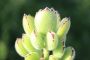 熊童子开花后的种子采集（探寻熊童子种子的宝藏）