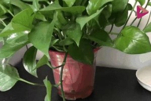 出差半个月，如何正确浇水盆栽？（科学浇水技巧让您的盆栽健康成长）