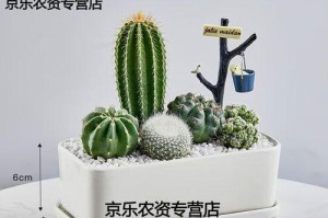 养育健康的仙人掌（如何培养仙人掌的厚大体型？专家教你关键的养护技巧！）