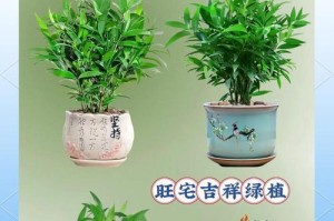 阳台种植柏树的好处（阳台种植柏树的养护技巧）