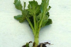 内养菊花的养护技巧（打造室内的菊花花海，做自己的“小菊园”）