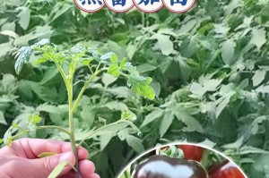番茄的开花结果时间及“番茄开花时间”（了解番茄的生长周期，掌握开花结果的时间要点）