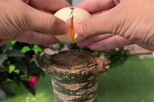 发财树繁殖招，助你财源滚滚（发财树的繁殖技巧和方法，轻松种出财富之根）
