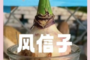 怎样处理风信子的烂叶子？（教你正确处理烂叶子，让风信子更健康）