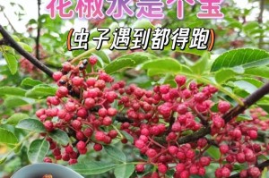花椒种植时间与方法全指南（如何在正确的时间和方法下种植花椒，让您的花椒产量翻倍？）