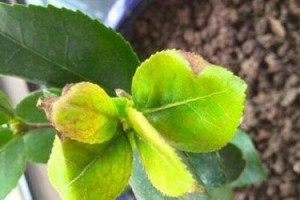 茶花叶掉了，该如何处理？（茶花叶掉落原因及解决方法详解）