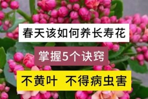 长寿花病虫害防治全攻略（学会预防，让长寿花更长寿）