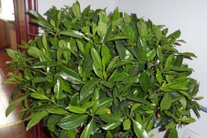 矮牵牛的光合作用（探究矮牵牛的养护需求及适应环境）