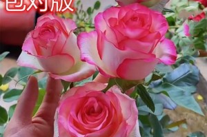 如何培养盆栽月季开花（了解关键养花要点，助您成功种植美丽的盆栽月季）