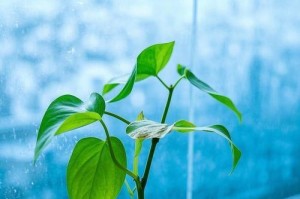 冬天绿萝叶子发黄的原因及解决方法（绿萝叶子为何在寒冷冬天发黄？如何有效护理？）