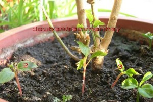 提子树的发芽和生长过程（探究提子树的萌发和繁衍，让提子更美味！）