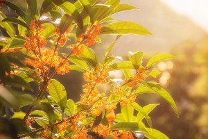 春天的桂花香（桂花的芬芳在春天绽放）