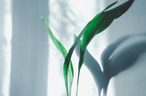 夏天蜘蛛抱蛋的养护方法（保持适宜温湿度确保安全孵化）