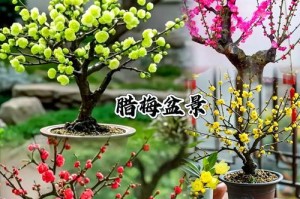 多彩腊梅花的养殖技巧（打造花坛瑰丽景色，）