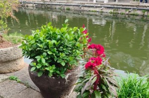 鸡冠花养护指南（掌握关键诀窍，轻松培养美丽的鸡冠花）