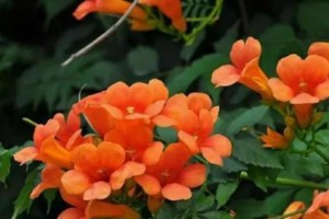 探秘凌霄花，一种神奇的爬藤植物（生长习性、栽培方法、药用价值，一一揭秘）