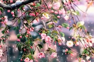 海棠花的冬季养护之道（关于海棠花的冬季保养及注意事项）