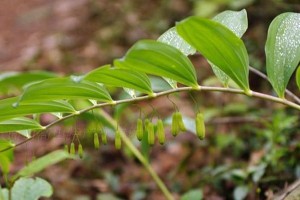 黄精，一种多年生的草本植物（生长环境、药用价值及其用途）