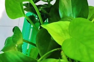 盆栽绿箩的养殖方法（打造美丽室内景观——盆栽绿箩的秘密）