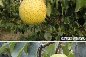 探究梨树的开花结果时间（了解梨树花果成熟的时间和关键因素）