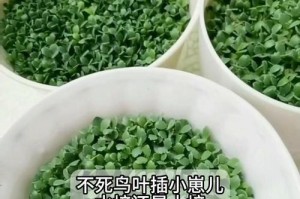 以叶插土壤为主的植物繁殖方法（叶插土壤的制作和使用技巧）