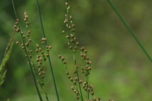 块状茎植物大全（探秘这些神奇的植物世界）