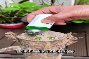 招财树快要死了怎么办？（教你拯救濒临死亡的招财树，让财运继续旺盛！）