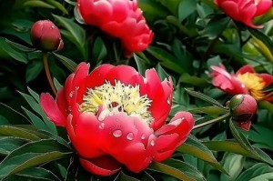 探秘芍药花的多彩世界（芍药花的丰富颜色及其代表性品种）