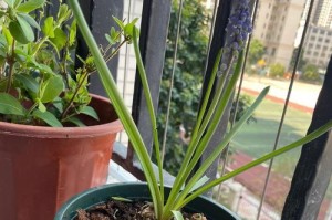 风信子球茎烂了的处理方法（教你怎样挽救烂了的风信子球茎）