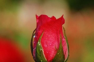 如何有效防治蔷薇花长虫？（蔷薇花长虫防治方法大揭秘！）