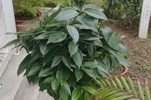 如何选择最适合平安树栽培的土壤？（优质土壤对平安树生长的重要性）