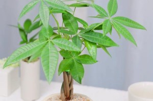 揭秘发财树的命名来历（寓意吉祥与财富，发财树的命名背后的故事）