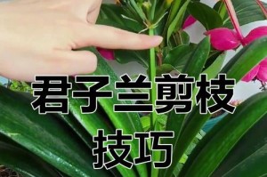 以君子兰烂心烂叶如何处理？（保护君子兰健康成长的关键）