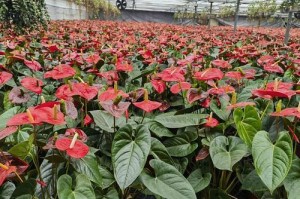 红掌小苗栽培指南（从种植到成长，打造美丽的红掌花园）